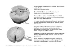 Bäume-Lesetext-SW-4.pdf